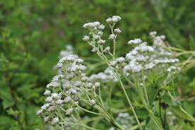 Image result for Parthenium