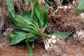 How long does it take to cook a turkey? What Are Ramps And How Do You Use Them Cooking School Food Network