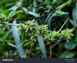 Image result for Fuirena ciliaris