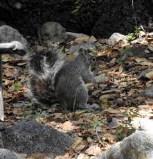 Arizona Gray Squirrel Sciurus Arizonensis Animal Study Squirrel Animals