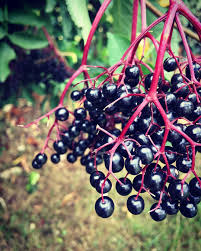 Maiouk On Instagram Sauvage Des Chemins La Saison Des Baies De Sureau A Commence Les Baies Permettront De Preparer Un Sirop Maison Pour Les Etats Fruit