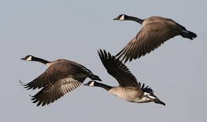 Shop.alwaysreview.com has been visited by 1m+ users in the past month Why Canada Geese Like To Spend The Winter In Northern Cities Michigan Radio