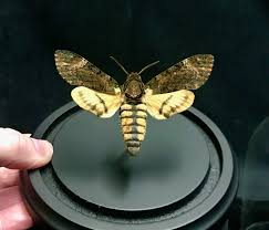 A notorious moth made famous by the silence of the lambs film. Intriguing Death S Head Moth Spread And Mounted In A Glass Dome Natur Museum Quality Insects Butterflies And Natural History Collectibles Artifacts And Gifts