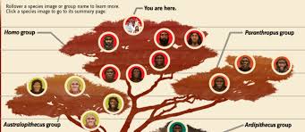 Human Family Tree Interactive To Date Fossils From Many