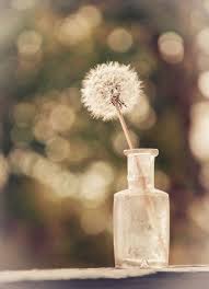  Darcelle S Dandelion Cottage Dandelion Dandelion Art Dandelion Wallpaper