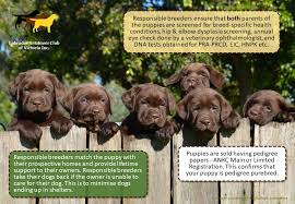 Purchasing A Labrador Retriever Working labradors in the uk can still be found carrying out the same role as they did a hundred years ago, on driven. purchasing a labrador retriever
