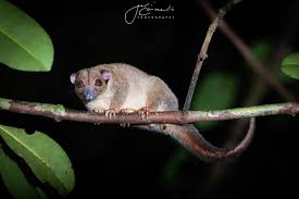 Image result for Pteris auquieri