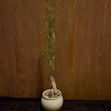 Image result for Erythrophysa