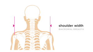 average shoulder width and how to measure yours