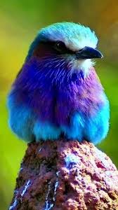 Lilac Breasted Roller Http Www Wpsubscribers Com Hop Topogiyo Http Www Desktoplightingfast Zorr Guzel Kuslar Rengarenk Kuslar Hayvanlar Alemi