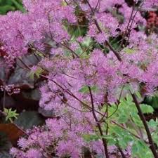 Use it as a specimen to get oohs and aahs from passers by. Thalictrum Black Stockings Hillview Hardy Plants