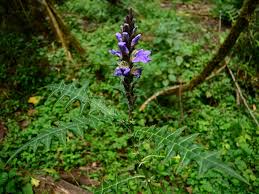 Image result for Acanthus polystachyus