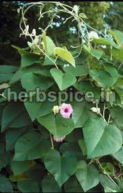 Image result for Argyreia nervosa