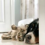 Pet CPR & First Aid: September 19