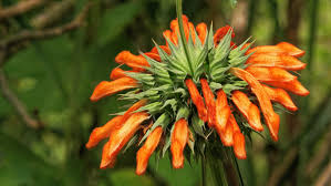 Image result for Leonotis nepetifolia