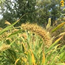Image result for Setaria italica
