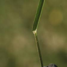 Image result for Sporobolus panicoides