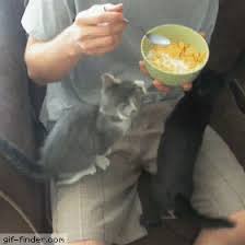 Kitten Wants Cereal Find And Share Funny Animated Gifs Cats Crazy Cats Cute Funny Animals