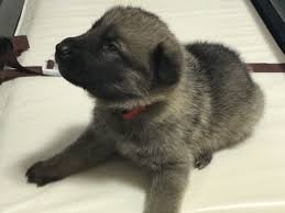 German Shepherd Dog Puppy For Sale In Clear Lake Ia Adn 52565 On Puppyfinder Com Gender Male Age German Shepherd For Sale German Shepherd Dogs Gsd Puppies