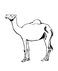And with a cowboy theme, there's nothing better! Free Printable Camel Coloring Pages For Kids