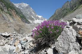Image result for Epilobium stereophyllum