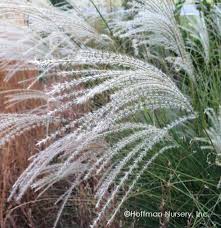 Image result for Miscanthus violaceus