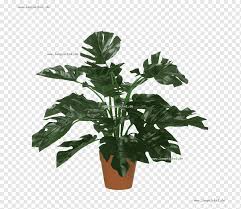 Corak putih disebabkan oleh adanya mutasi dari tanaman, sehingga muncul varietas baru dan terbilang tanaman langka. Monstera Png Pngwing