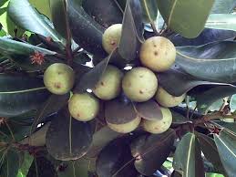 Image result for Mimusops obtusifolia