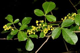 Image result for Searsia tomentosa