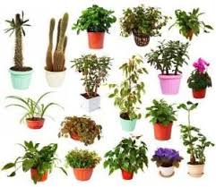 Pin On Interiorscaping