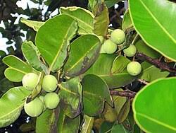 Image result for Calophyllum inophyllum
