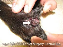 While stomach cancer can affect any pa. Animal Surgical Center Of Michigan Veterinarian In Flint Mi