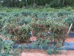 Image result for tomato seedling xanthomonas vesicatoria