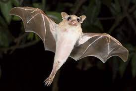 The virus is considered to be extremely dangerous. Marburg Virus Appears In West African Bats Accessscience From Mcgraw Hill Education