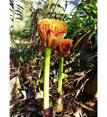 Image result for Scadoxus puniceus