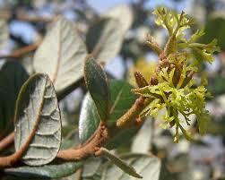 Image result for Cephalocroton mollis