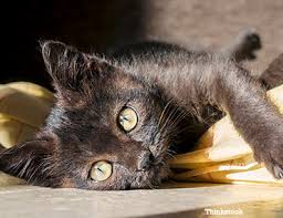Morrison to share their insight, and here's what they had to say. Feline Calicivirus A Cat Upper Respiratory Infection