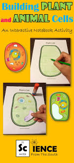 Can you see the clear, white organelles, which are the vacuoles? Building Plant And Animal Cells Exploration Activity Plant And Animal Cells Science Cells Animal Cell