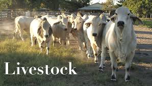Image result for livestock
