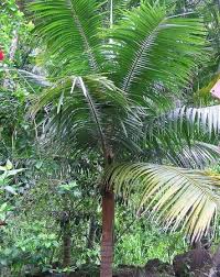 Image result for Acanthophoenix rubra