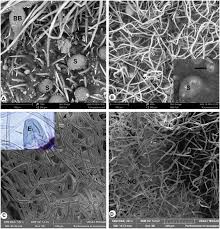 Image result for Rhynchosia albissima