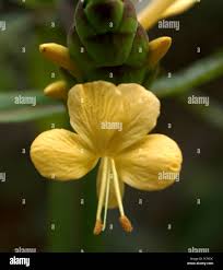 Image result for Barleria sp. D (near holubii)