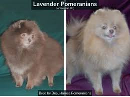 Maybe you would like to learn more about one of these? The Complete List Of Pomeranian Colors Photos And Full Details