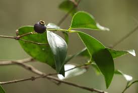 Image result for Eugenia natalitia