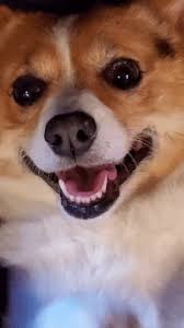 Buy dancing corgi mini figure at corgimme. Corgi Dance Gifs Tenor
