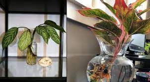 Inilah 12 tanaman hias yang dapat hidup di dalam rumah (indoor plants), serta mampu tumbuh dengan media air penataan yang baik di vas bunga dengan media air bisa menambah sejuk ruangan anda. Hanya Butuh Segelas Air Untuk Merawat 11 Tanaman Dan Bunga Yang Bisa Dijadikan Hiasan Ini
