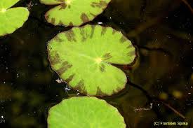 Image result for Caldesia parnassifolia