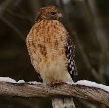 Atlanta hawks single game tickets available online here. Red Shouldered Hawk Hawk Mountain Sanctuary Learn Visit Join