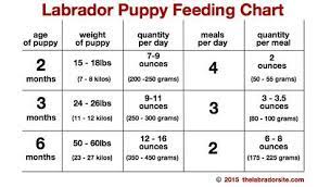 Feeding Your Labrador Puppy How Much Diet Charts And The Best Food Puppy Feeding Chart Puppy Feeding Schedule Labrador Puppy