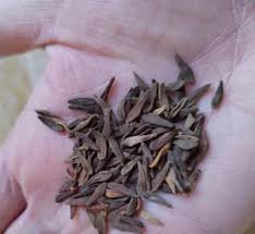 Image result for Tridentea marientalensis